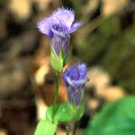 Gentianopsis crinita Квітка