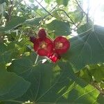 Phymosia umbellata Flor