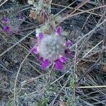 Dalea pulchra Кветка