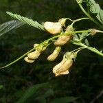 Sesbania herbacea 果