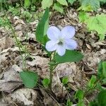 Viola elatior Flower