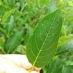 Sorbus chamaemespilus Folio