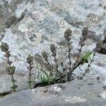 Micromeria nervosa Hoja