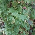 Tropaeolum peregrinum Blatt