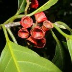 Ocotea dendrodaphne Fruto