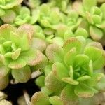 Sedum cepaea Лист