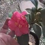 Camellia sasanquaFlor