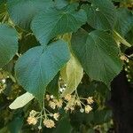 Tilia cordata Blad