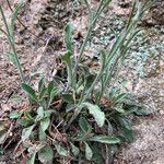 Silene italica Liść