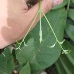 Cyclanthera carthagenensisBloem