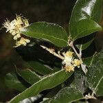 Couepia polyandra Fleur