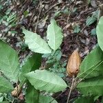 Rothmannia manganjae Fruit
