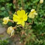 Oenothera parviflora Цветок