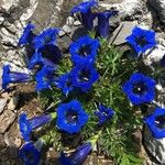 Gentiana acaulis Flor