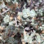 Shepherdia rotundifolia Lapas