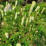 Sanguisorba canadensisFlower