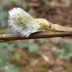 Salix caprea Flor
