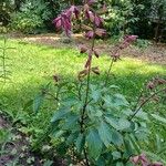 Salvia involucrata عادت داشتن