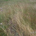 Festuca myuros Hábitos