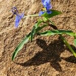 Commelina forskaolii Lapas