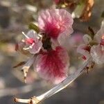 Atraphaxis spinosa Flower