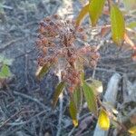 Kalmia angustifolia Folha