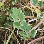 Indigofera schimperi 葉