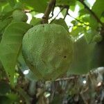 Annona senegalensis 果実