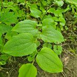 Smilax tamnoides Blatt