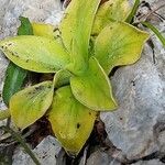 Primula spectabilis Blatt