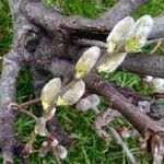 Salix caprea പുഷ്പം