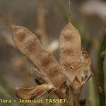 Genista salzmannii Fruit