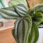 Peperomia argyreiaBlad