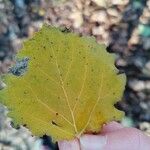 Populus grandidentata Folha