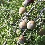 Juniperus oxycedrus Плод