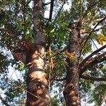 Ficus altissima Celota