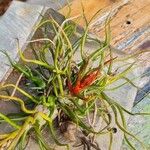 Tillandsia bulbosa Liść