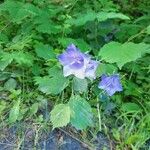 Campanula persicifoliaFlower