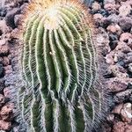 Uebelmannia pectinifera Hoja