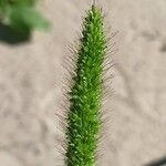 Setaria viridis പുഷ്പം