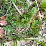 Ranunculus millefoliatus Leaf
