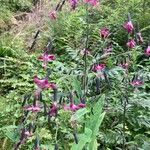 Prenanthes purpureaFlower