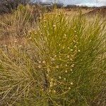 Baccharis sarothroides Flor