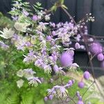 Thalictrum delavayiFlors