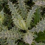 Cirsium chrysacanthum Otro
