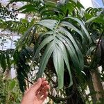 Monstera pinnatipartitaLeaf