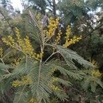 Acacia dealbata Folha