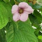 Rubus odoratus Blüte