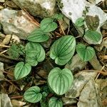 Dioscorea pyrenaica Habit