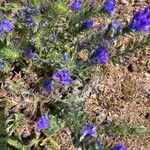 Echium sabulicolaFlower